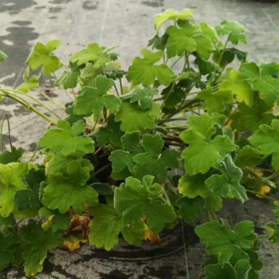 Géranium au parfum de menthe (Pelargonium tomentosum) — plante touffue au feuillage vert en pot noir · Pot 3L