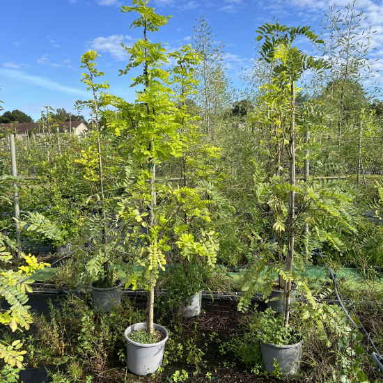 Robinier faux-acacia 'Frisia'