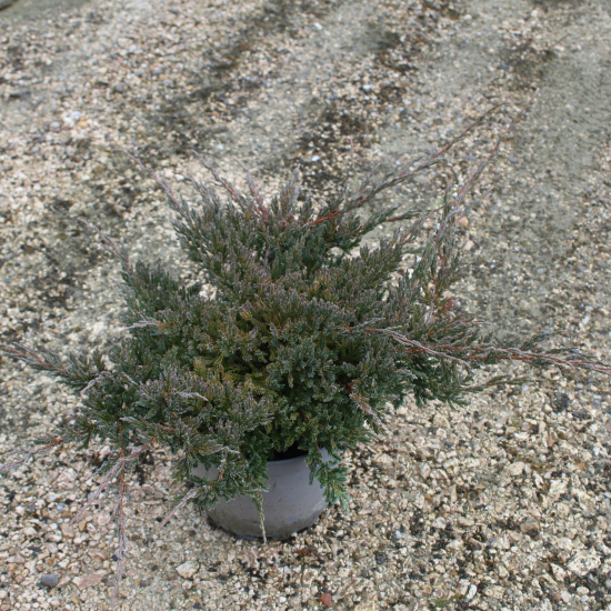 Genévrier écailleux 'Blue Carpet'