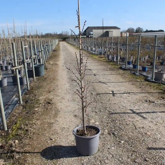 Gainier du canada 'Avondale'