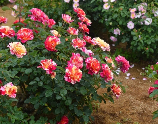 Rosier 'Maurice utrillo '