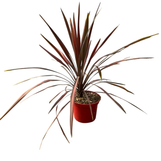 Cordyline 'Coral'