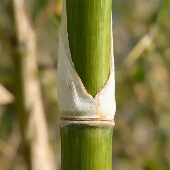 Bambou 'Formidable' (Fargesia robusta) — gros plan sur chaume vert avec gaine pâle