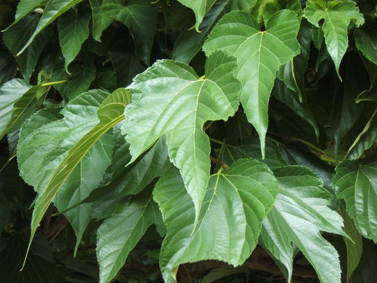 Mûrier platane sans fruit