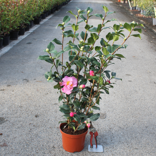 Camélia du japon 'Gay time rose'