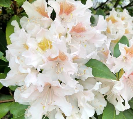Azalée japonaise 'Lily blanc'