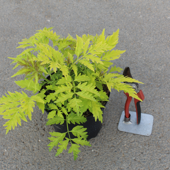 Sureau à grappes 'Sutherland gold'