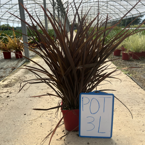 Lin de nouvelle-zélande 'Amazing red'