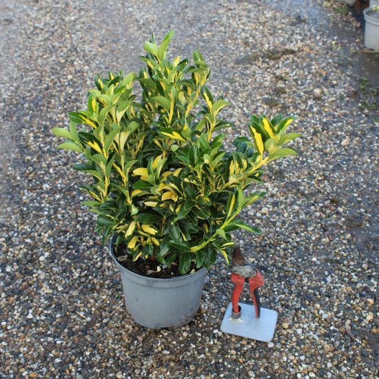 Fusain du japon 'Aureopictus'