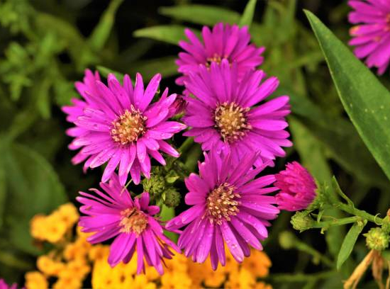 Drosanthème florifère