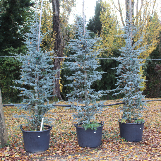Cèdre bleu de l'atlas 'Glauca'