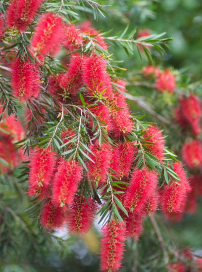 Rince-bouteille 'Rigidus'