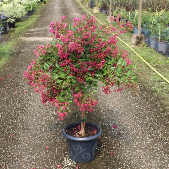 Lilas des indes 'World s fair'