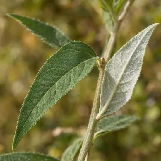 Buddleja (Buddleja davidii) — gros plan sur feuilles lancéolées opposées