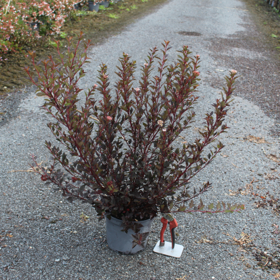 Physocarpe 'Little jocker'