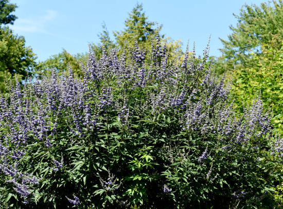 Arbre au poivre 'Laciniata'