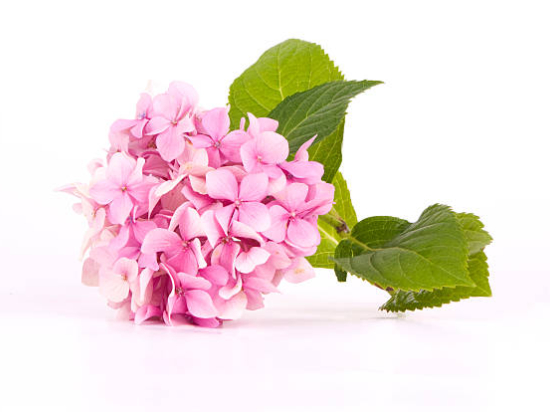 Hortensia 'Rose'