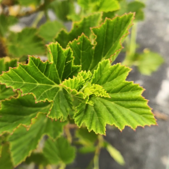 Géranium au parfum de camphre ' '