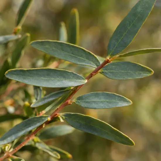 Mimosa (Acacia semperflorens) — rameau avec feuilles allongées vert mat