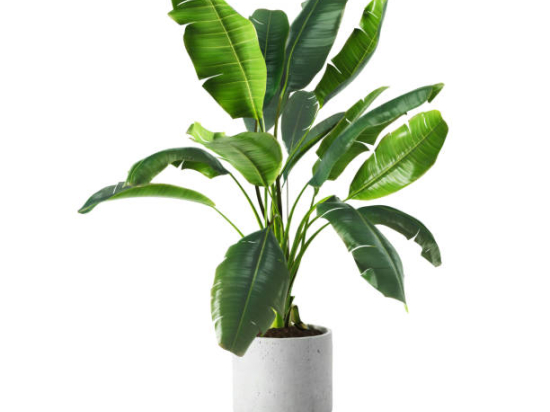 Banane