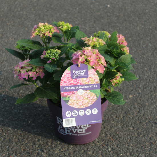 Hortensia 'Forever and ever rose'