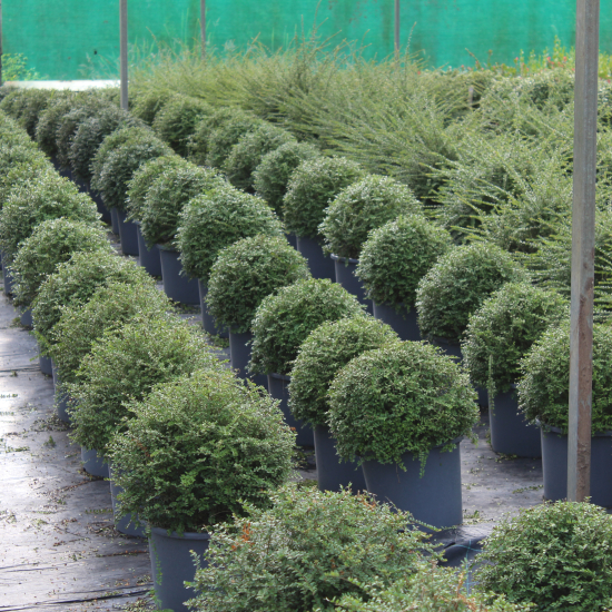 Chèvrefeuille arbustif