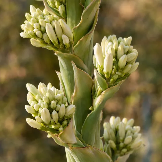 Agave 'Calamar' (Agave bracteosa) — gros plan d’épis floraux serrés vert et crème · Photo d'illustration