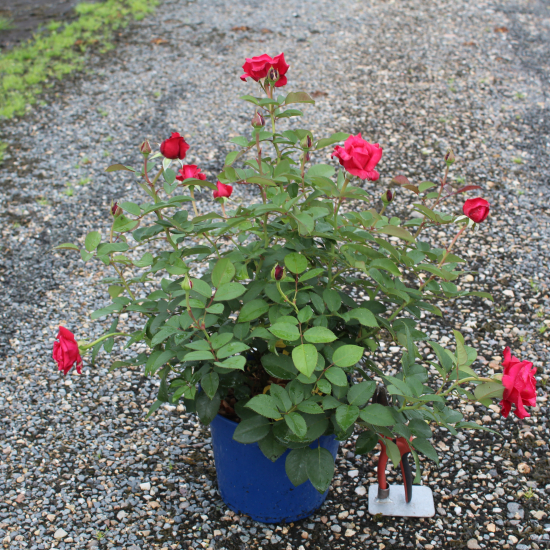 Rosier 'Crazy pink voluptia'