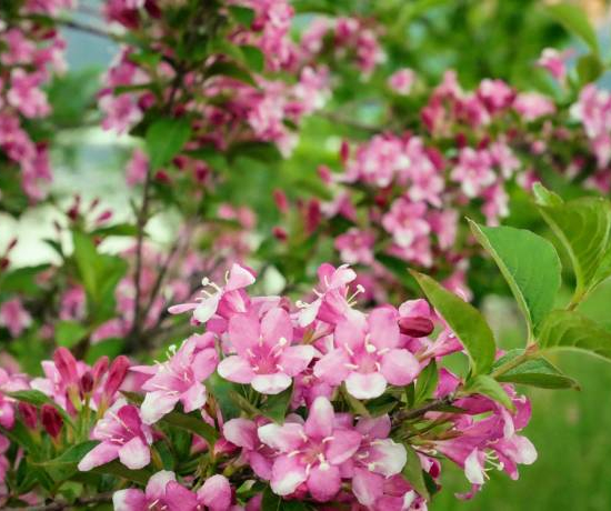 Weigelia 'Marjorie'