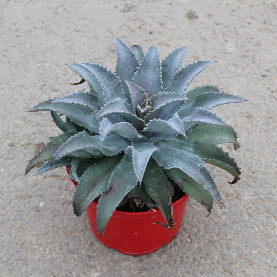 Mangave 'Silver fox'