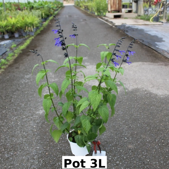Sauge guarani 'Black and bloom'