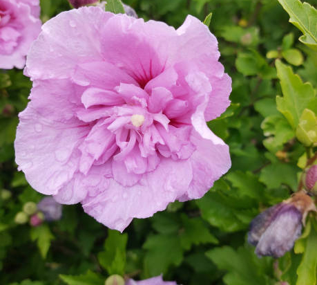 Althéa 'Lavender chiffon'