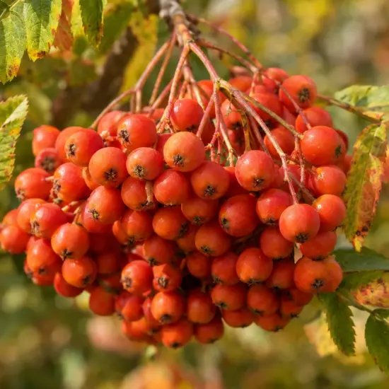 Sorbier des oiseleurs 'Dodong' (Sorbus aucuparia) — gros plan de grappes de baies orangées