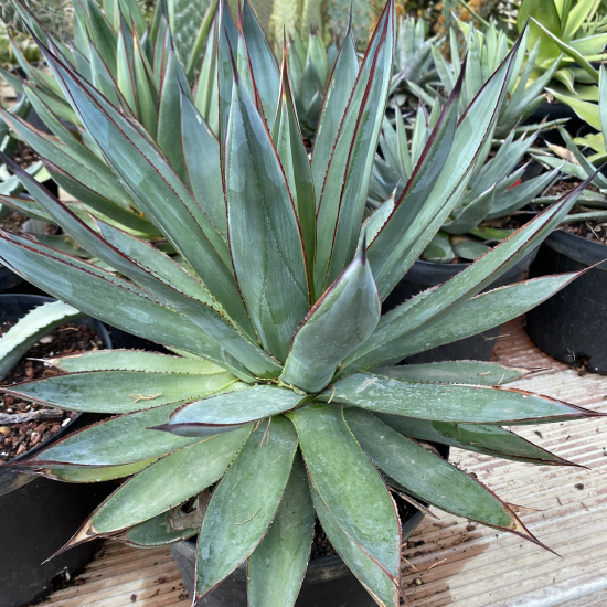 Agave  attenuata   'Blue glow '