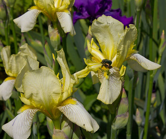 Iris d'allemagne 'Ask alma rose'