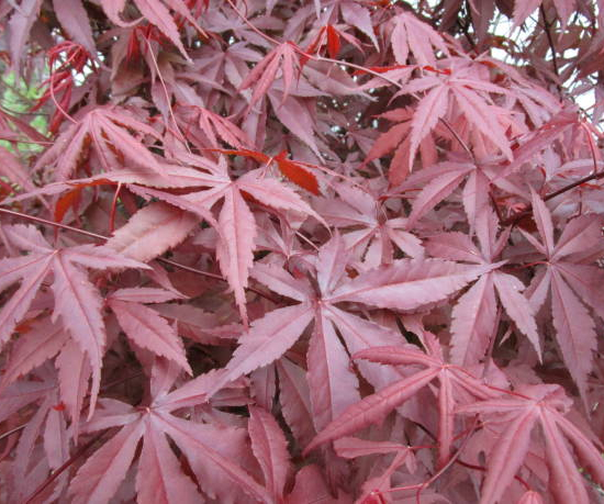 Érable du japon 'Shaina'