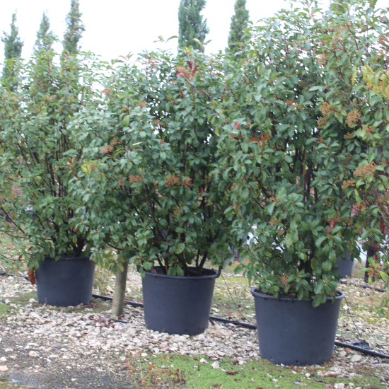 Photinia 'Red robin'