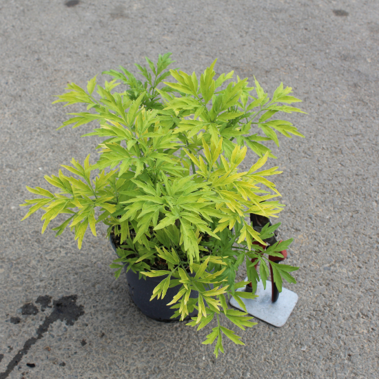 Sureau noir 'Golden tower'