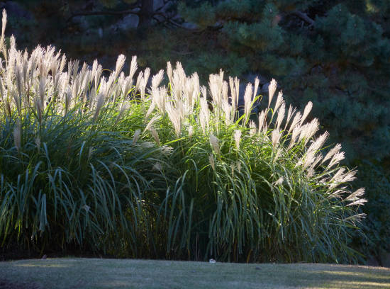 MISCANTHUS sinensis graziella, roseau de Chine