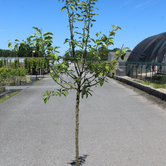 Pommier  'Delbardivine'