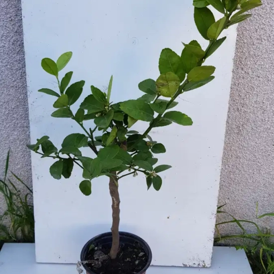 Citron vert 'Mexicana'