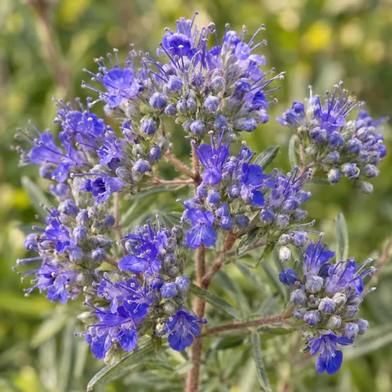 Caryopteris mongholica — grappes de petites fleurs bleues sur tiges