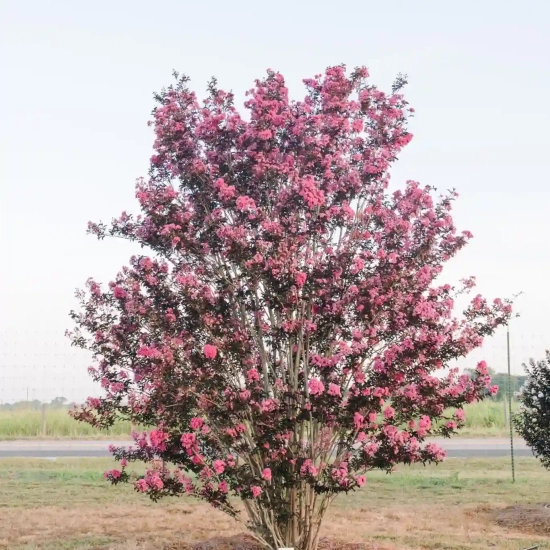 Lilas des indes 'Twilight magic'