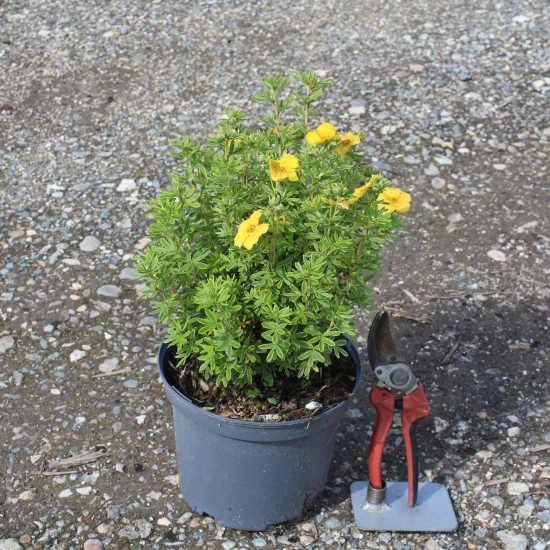 Potentille 'Hopley s orange'
