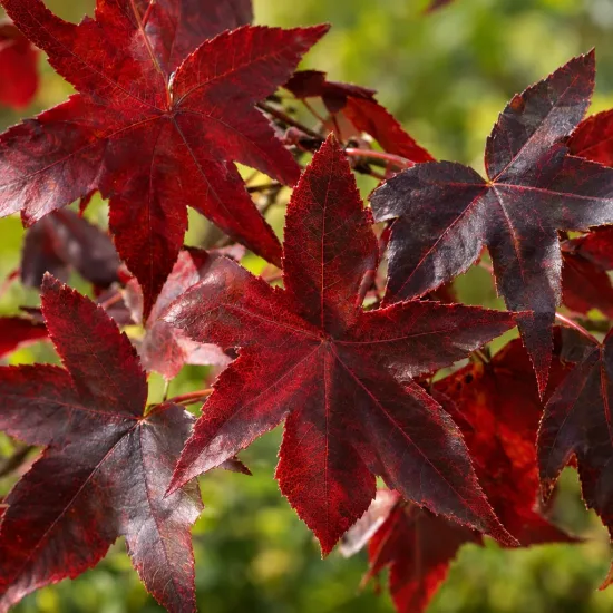 Copalme d'amérique 'Lane roberts' (Liquidambar styraciflua) — feuilles palmées rouges en gros plan