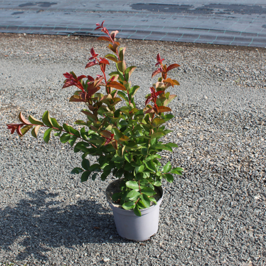 Lilas des indes 'Berlingot menthe'