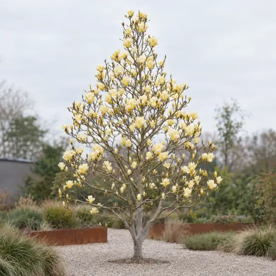Magnolia 'Yellow' (Magnolia denudata) — arbre fleuri isolé dans un jardin minéral
