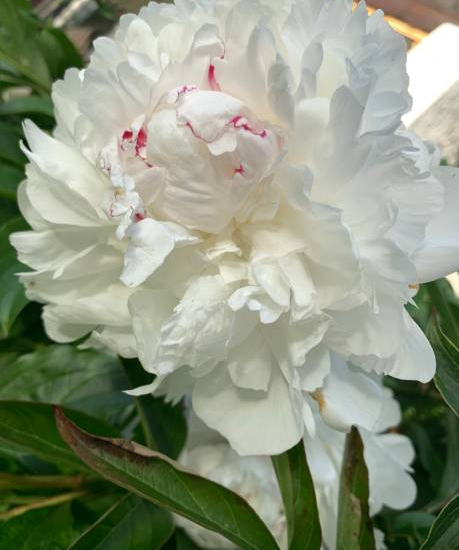 Pivoine 'Noemie demay blanc