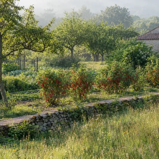 Groseillier à grappes 'Rolan' (Ribes rubrum) — arbustes fruitiers alignés dans un jardin champêtre · Photo d'illustration