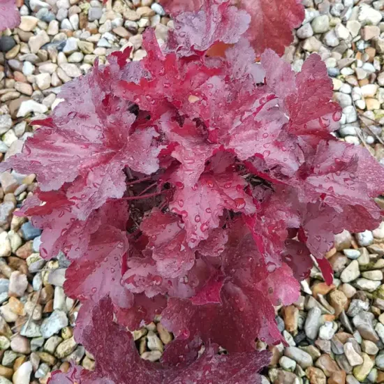 Heuchères 'Forever red' (Heuchera) — touffe de feuillage rouge sur gravier mouillé · Pot 3L
